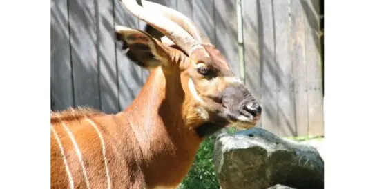 The mountain bongo returns to Kenyan forests by Hans Bader