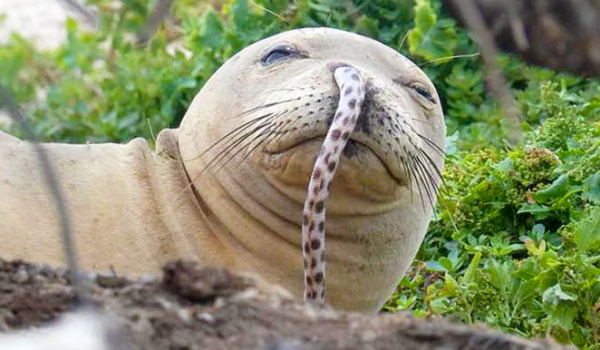 Endangered seal faced new threat: Getting eel stuck up its nose by LU Staff