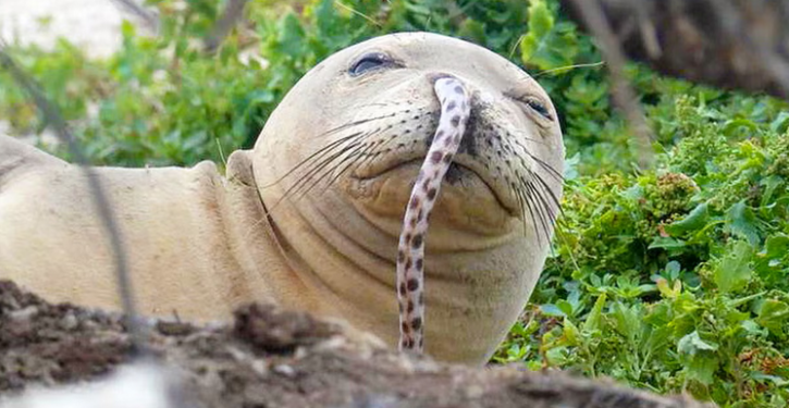 Endangered seal faced new threat: Getting eel stuck up its nose