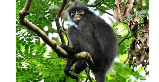 Langurs recover in Singapore, a very crowded place by Hans Bader