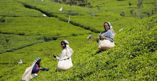 Could tea production move to the U.S. South? by Hans Bader