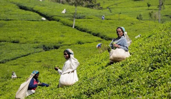 Could tea production move to the U.S. South? by Hans Bader