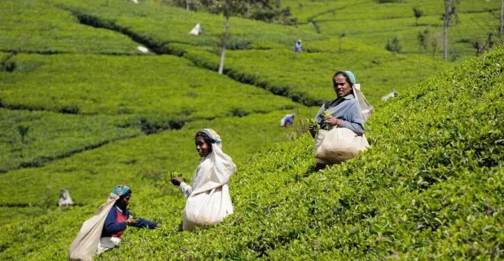Could tea production move to the U.S. South?