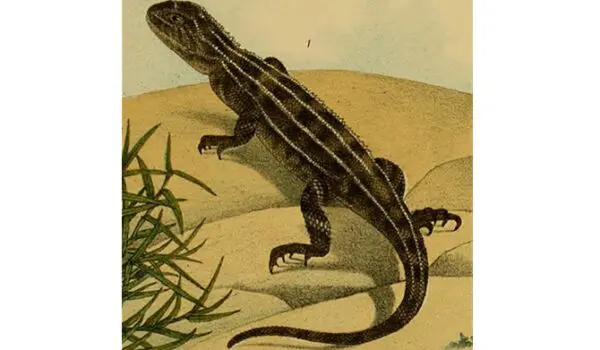 Earless dragon comes back from the verge of extinction in Victoria by Hans Bader