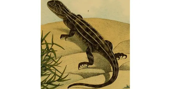 Earless dragon comes back from the verge of extinction in Victoria