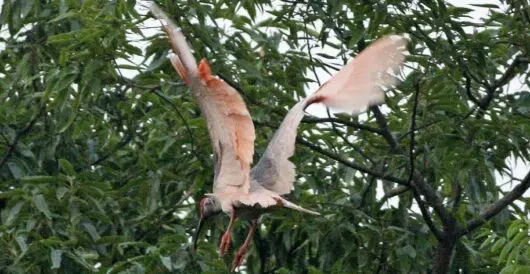 Crested ibis return to Japan by Hans Bader
