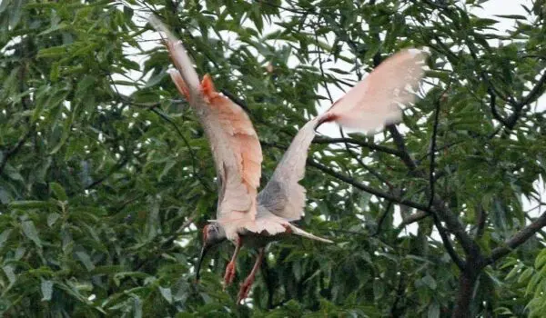 Crested ibis return to Japan by Hans Bader