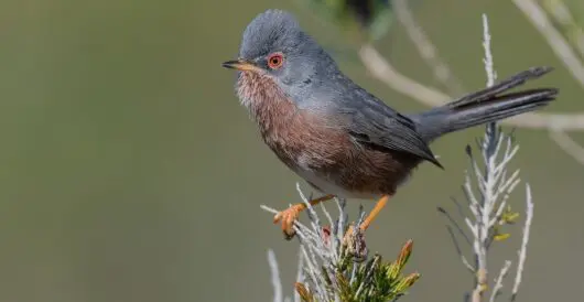 Dartford Warbler makes a comeback in England by Hans Bader