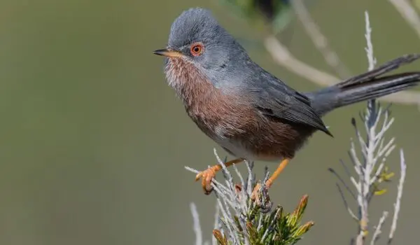 Dartford Warbler makes a comeback in England by Hans Bader
