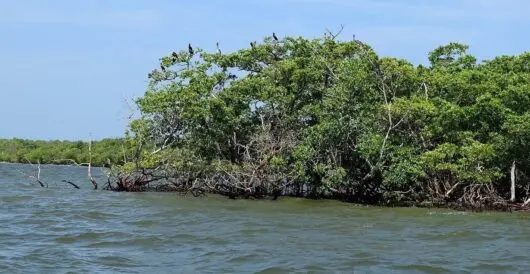 Mangrove forests recover around the world by Hans Bader