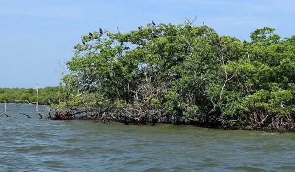 Mangrove forests recover around the world by Hans Bader