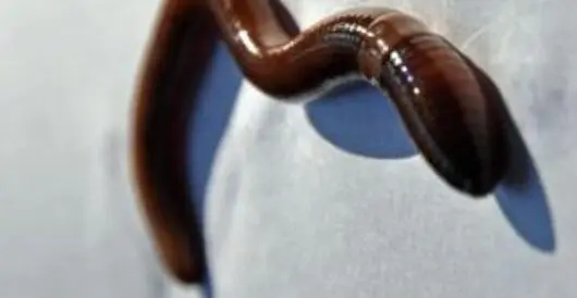 Invasive worm destroys forest floors and gardens across the U.S. by LU Staff