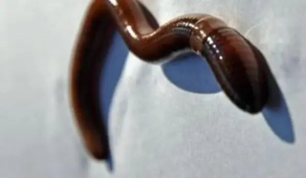 Invasive worm destroys forest floors and gardens across the U.S. by LU Staff