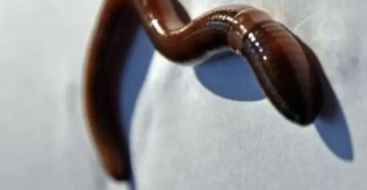 Invasive worm destroys forest floors and gardens across the U.S.