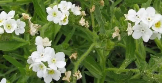 Flower goes from endangered to more than 2 million plants by Hans Bader