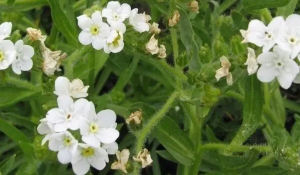 Flower goes from endangered to more than 2 million plants by Hans Bader