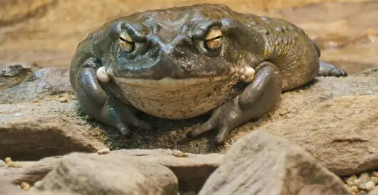 Big Pharma Wants To Turn Toad Venom Into The Next Blockbuster Drug by Daily Caller News Foundation