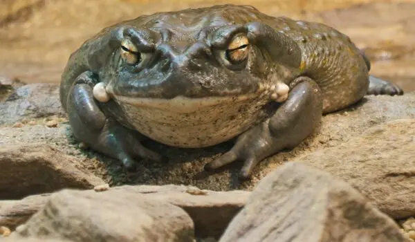 Big Pharma Wants To Turn Toad Venom Into The Next Blockbuster Drug by Daily Caller News Foundation