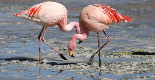 Flamingos flock to Venice by Hans Bader