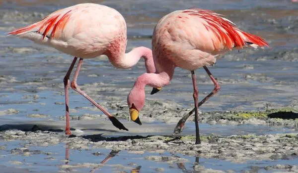 Flamingos flock to Venice by Hans Bader