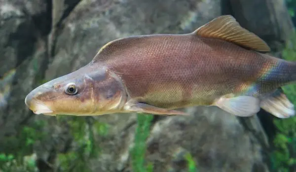 Endangered species make a comeback in Hawaii and the Mountain West by Hans Bader