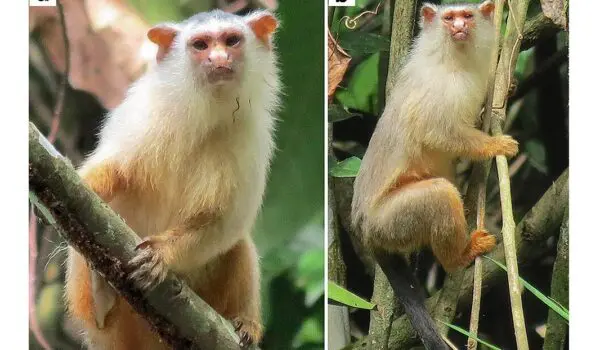 Canopy bridges eliminate roadkill deaths, help endangered species by Hans Bader