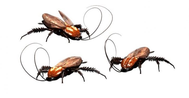 PETA: Cockroaches are people, too