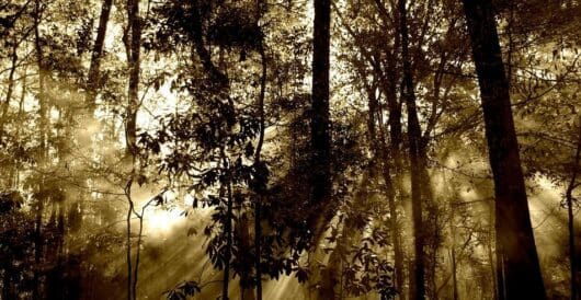 Trees in the Amazon get bigger and more robust, thanks to higher levels of carbon dioxide by Hans Bader