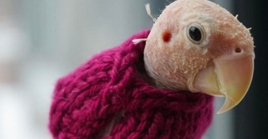 Who’s up for another round of ‘People who knit sweaters for birds’? by J.E. Dyer