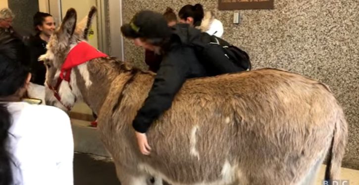 The ritual college students now need Play-Doh, therapy dogs, 900-lb donkeys to cope with