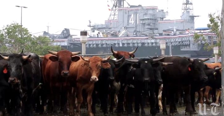 Spectators line up to watch historic cattle drive through downtown San Diego