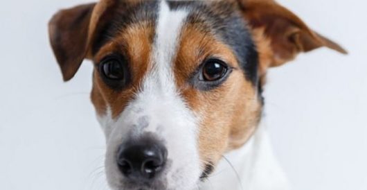 ‘My dog underwent gender reassignment surgery’ by Howard Portnoy