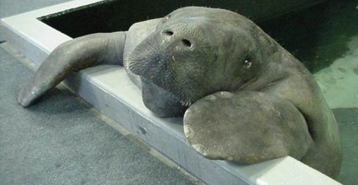 Petition calls for Confederate statue to be replaced with statue of Snooty the manatee