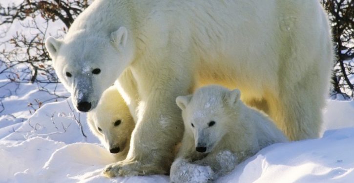 WaPo warns that polar bears ‘hurt by climate change’ could develop a taste for human flesh