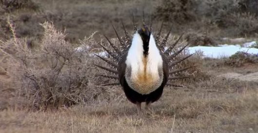 Trump to stop federal policy of holding much of American West hostage to the sage grouse by LU Staff