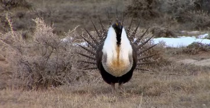 Trump Interior Dept said to eye loosening sage-grouse restrictions