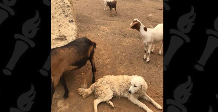 California wildfires, and the dog that wouldn’t leave his flock of goats