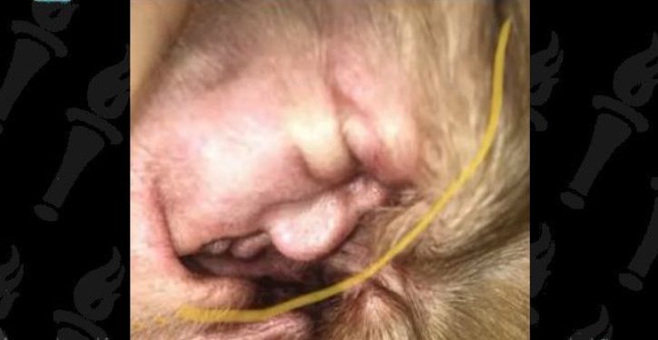 Trump’s face found in a dog’s ear