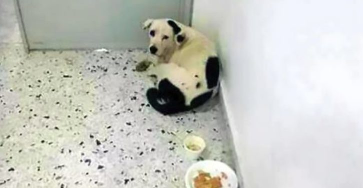 Dog ‘dies of a broken heart’ after being dumped at airport by her owner