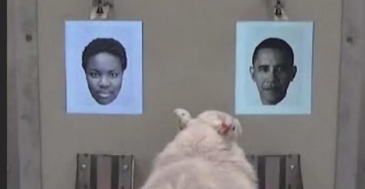 Sheep can recognize Barack Obama’s face, new study shows