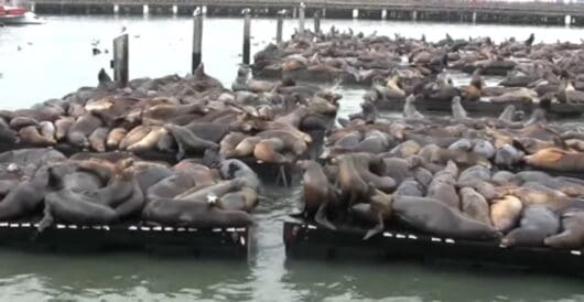 ‘We Will Not Surge’: Trump Pulls Back On Plan For Crime-Ridden City by Daily Caller News Foundation