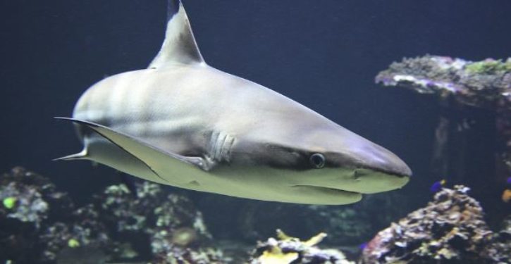 Two Women Killed In Separate Shark Attacks Near Egypt