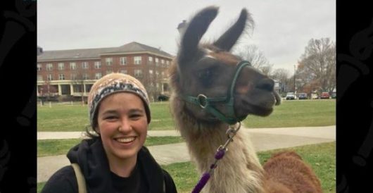 Not The Onion: Colleges recruit ‘therapy llamas’ to calm the nerves of stressed students by LU Staff