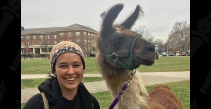 Not The Onion: Colleges recruit ‘therapy llamas’ to calm the nerves of stressed students