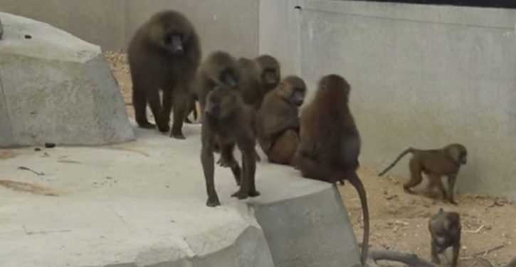 Australia: Baboon flees research facility just before scheduled vasectomy