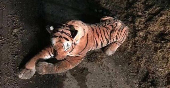 After 45-minute standoff with tiger, Scottish police make unexpected discovery