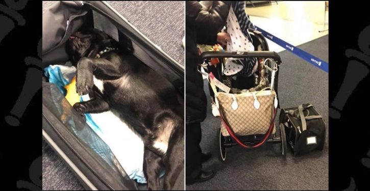 United attendant forced passenger to put dog in an overhead bin. It didn’t turn out well