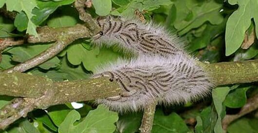 Bean plants call in airstrikes on caterpillars by Hans Bader