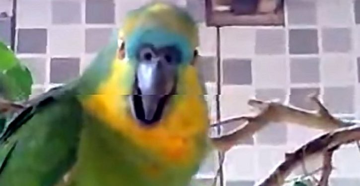 Life imitates Monty Python: Sale of defective parrot leads to lawsuit