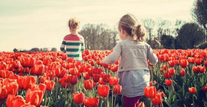 Robot saves Dutch tulip fields by spotting diseased flowers early